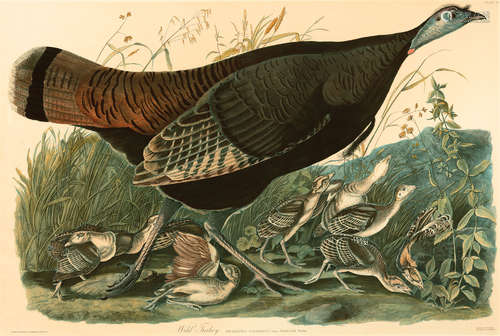 John James Audubon (American, 1785-1851) , 