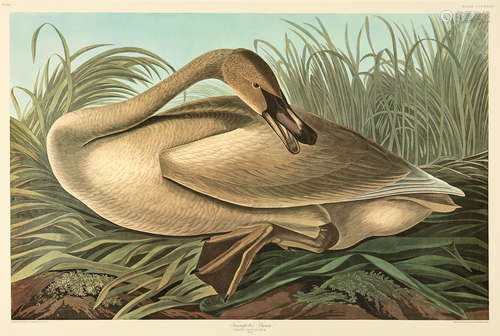 John James Audubon (American, 1785-1851) , 