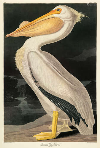 John James Audubon (American, 1785-1851) , 