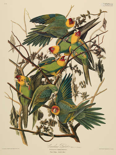 John James Audubon (American, 1785-1851) , 