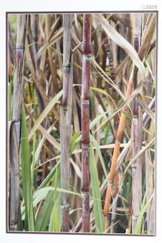 SIGNED BAMBOO PHOTOGRAPHY IN BAMBOO FRAME