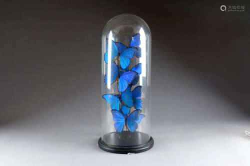 Accumulation de huit grands Papillons bleus. Prése…