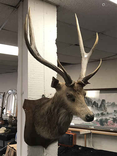 STAG MOUNTED BUST