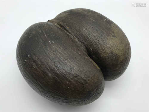 COCO DE MER NUT SEED