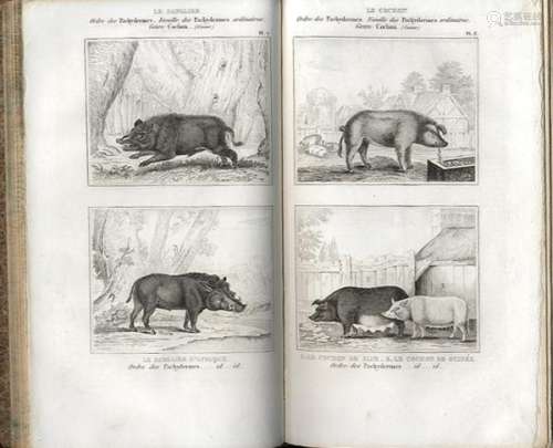 BooksOeuvrescomplètesdeBuffon,TomesV,lesQuatrupèdes,1835-Avecles[...]