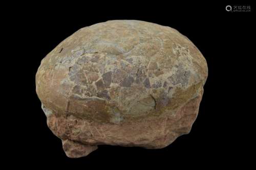 Genuine Fossilised Dinosaur Egg – Hadrosaur