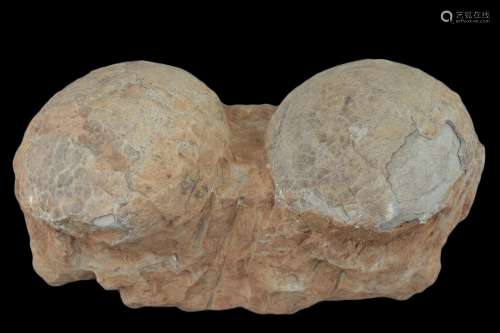 Rare Genuine Double Fossilised Dinosaur Eggs – Hadrosaur