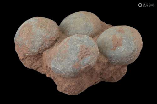 Very Rare Partial Nest of Genuine Fossilised Dinosaur eggs - Hadrosaur