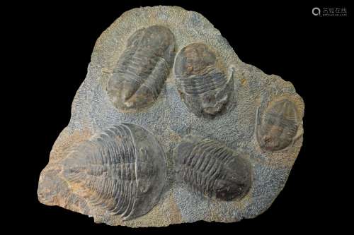 A Large Multiple Trilobite Fossil Plaque (Ex. Christie's)