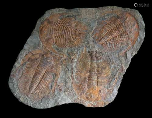 A Large Multiple Paradoxides Trilobite Fossil Plaque (Ex. Christie's)