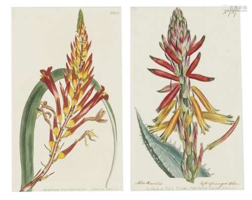 THOMAS CURTIS, PUBLISHER ILLUSTRATIONS TO THE BOTANICAL JOURNAL twelve, hand coloured engravings