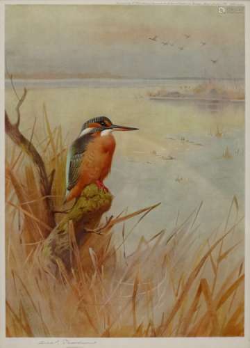 After Archibald Thorburn (British 1860-1935): Kingfisher,