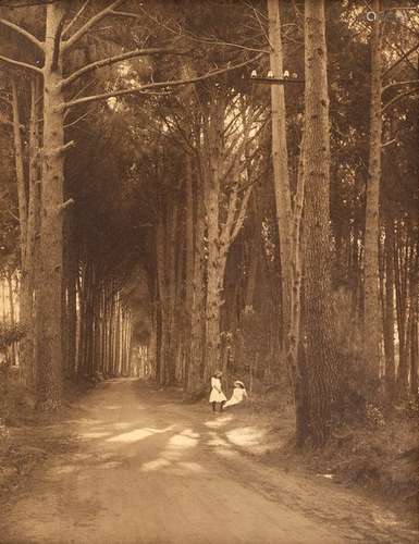 An early 20th Century American sepia photograph, children in a redwood lined lane,