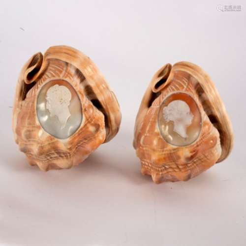 Two shells, each carved an oval Classical cameo portrait,