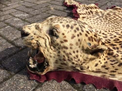 A 19th Century leopard skin rug, of taxidermy interest, with full head and glass eyes, and open