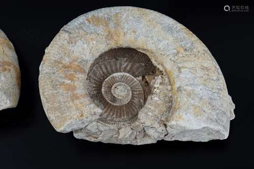 TWO AMMONITE SHELLS