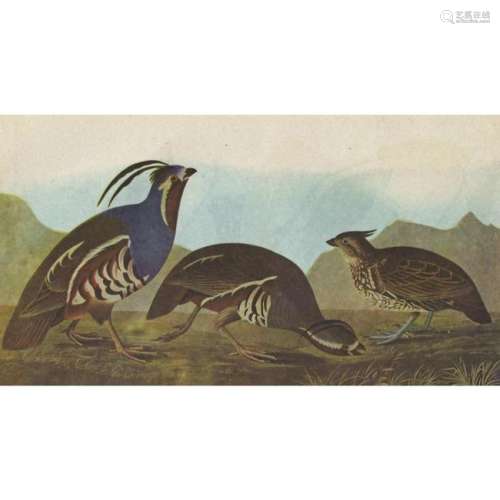 c1946 Audubon Print, #423 Mountain Quail