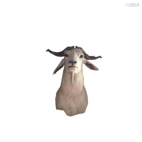 White Catalina Goat Taxidermy Mount