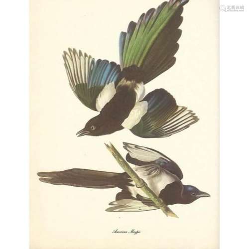 c1950 Audubon Print, American Magpie