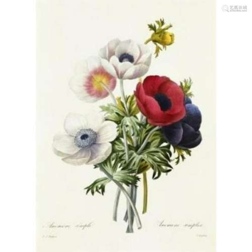 After Pierre-Jospeh Redoute, Floral Print, #7 Anemone