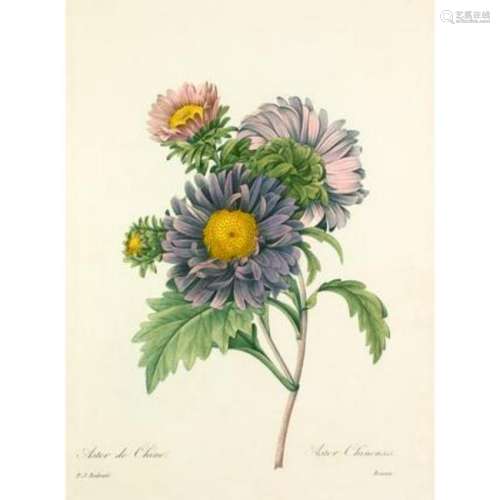 After Pierre-Jospeh Redoute, Floral Print, #9 Aster de