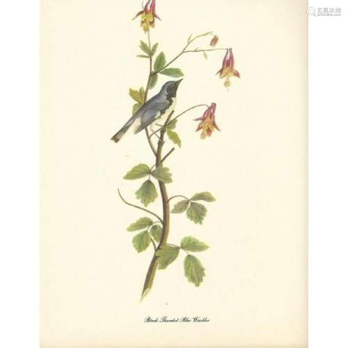 c1950 Audubon Print, Black Throated Blue Warbler