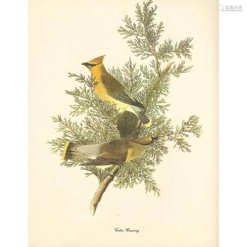 c1950 Audubon Print, Cedar Waxwing