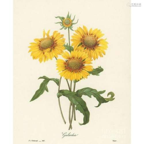 After Pierre-Jospeh Redoute, Floral Print, #44 Galardia