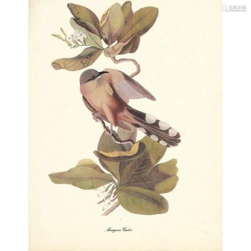 c1950 Audubon Print, Mangrove Cuckoo