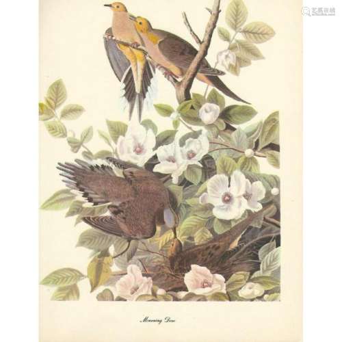 1950 Audubon Print, Mourning Dove