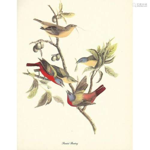 c1950 Audubon Print, Painted Bunting
