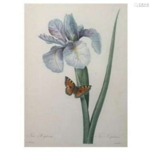 After Pierre-Jospeh Redoute, Floral Print, #60 Iris