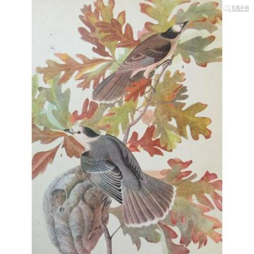 c1946 Audubon Print, #107 Canadian Jay
