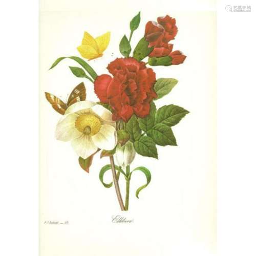 After Pierre-Jospeh Redoute, Floral Print, #35 Ellebore