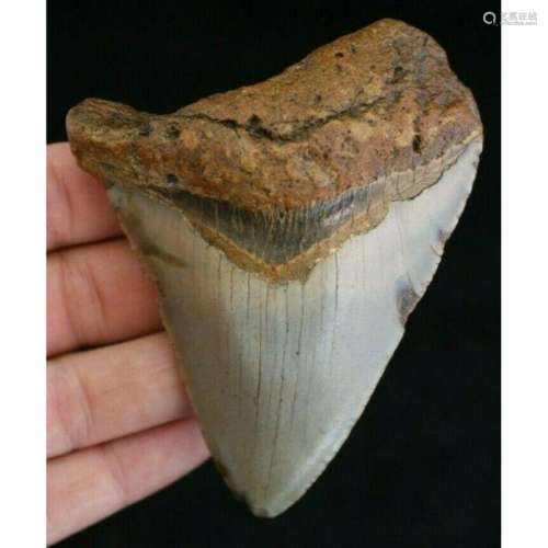 Prehistoric Megalodon Shark Tooth Fossil Specimen