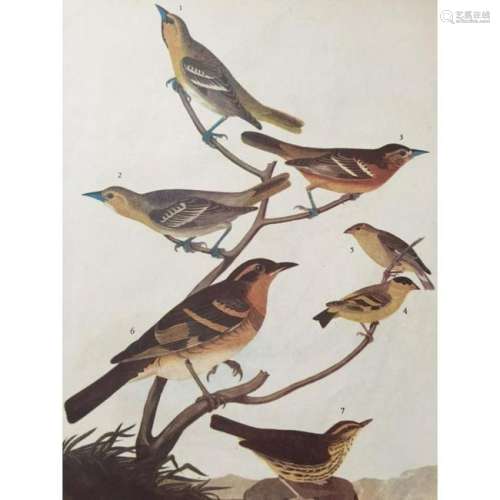 c1946 Audubon Print, #433 A Featured Pot-Pourri