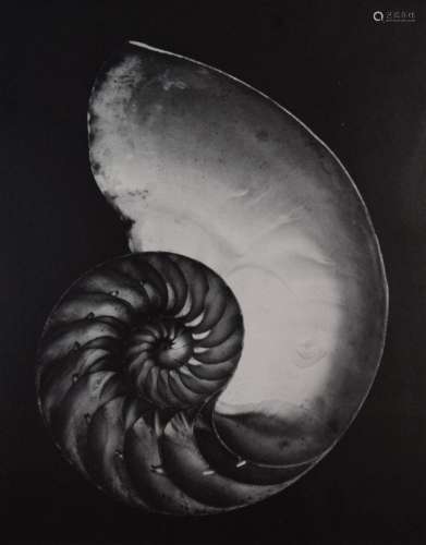 Edward Weston - Nautilus, 1927