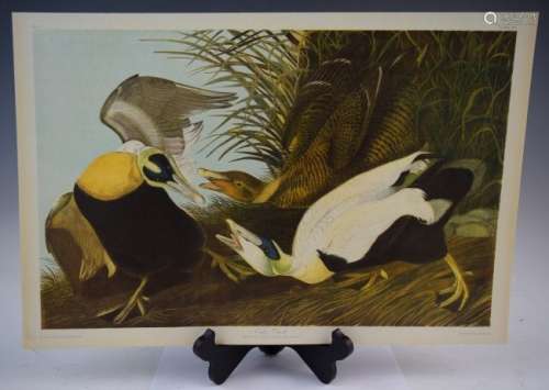 John James Audubon - Eider Duck (Chromolitho)