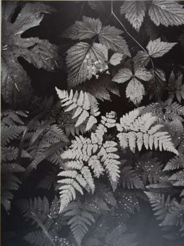 Ansel Adams - Ferns in Rain, Mt. Rainer
