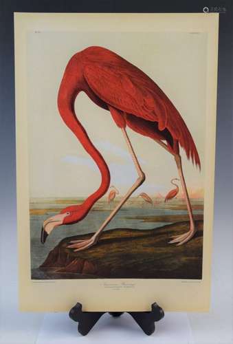 John James Audubon - American Flamingo (Chromolitho)