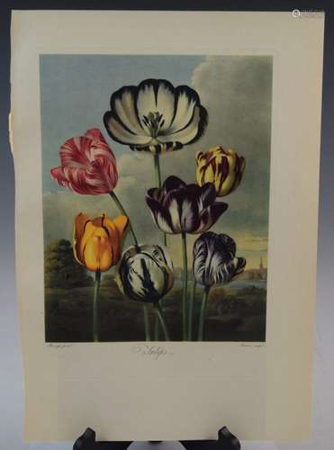 Robert John Thornton - Tulips