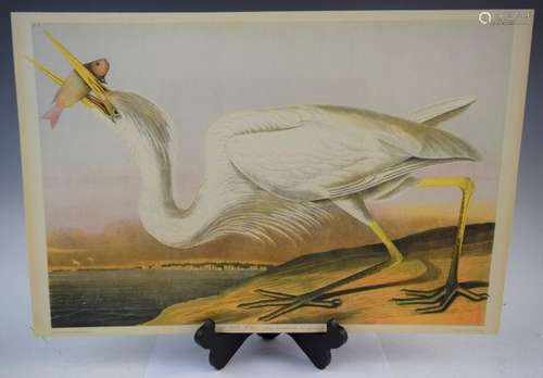 John James Audubon - Great White Heron (Chromolitho)