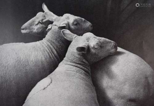 Andre Kertesz - Sheep, 1931