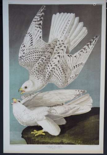 John James Audubon - Iceland, Jer Falcon (Chromolitho)