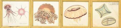 Framed Antique Hand Colored Lithographs Jelly Fish