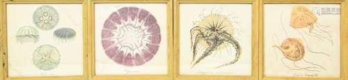 Framed Antique Hand Colored Lithographs Jelly Fish