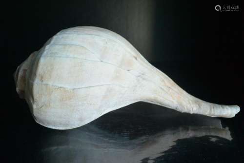A Finely Elegant White Left Conch
