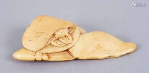 A LOVELY JAPANESE EDO PERIOD CARVED IVORY NETSUKE OF A HERMIT CRAB & SHELLS, the crab emerging