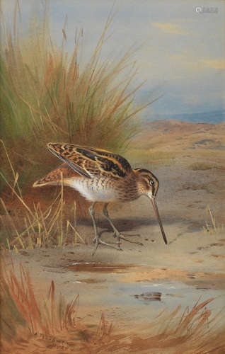 Archibald Thorburn(British, 1860-1935) Snipe at the water's edge