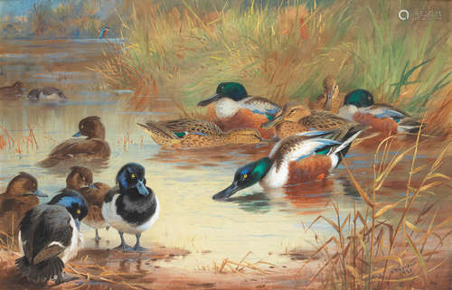 Archibald Thorburn(British, 1860-1935) Shoveler and Tufted Duck with a Kingfisher at the water's edge